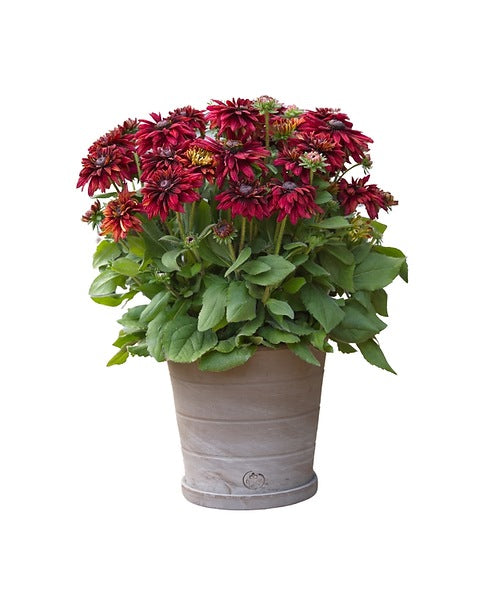 Potted plant with red flowers and green leaves