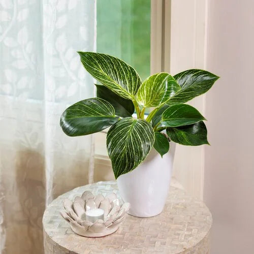Plants