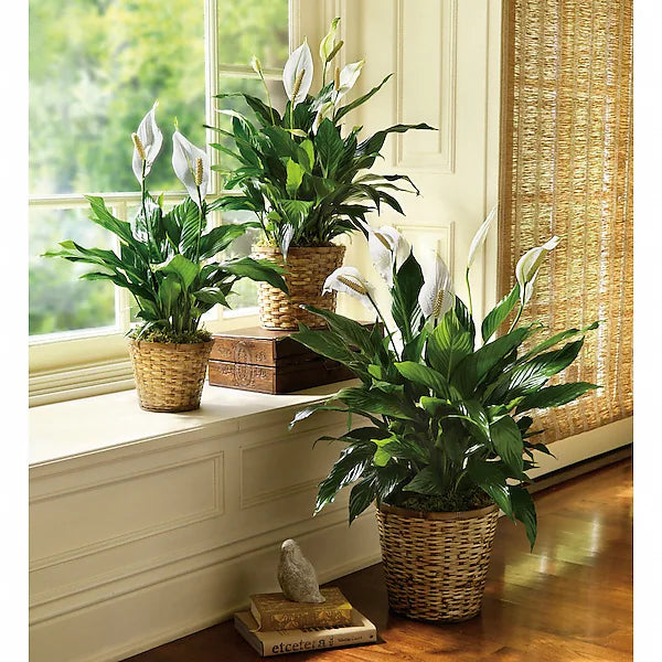 Simply Elegant Spathiphyllum (Peace Lily) - Small