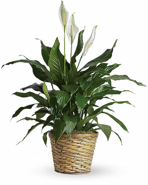 Potted plant with green leaves and white flowers in a woven basket