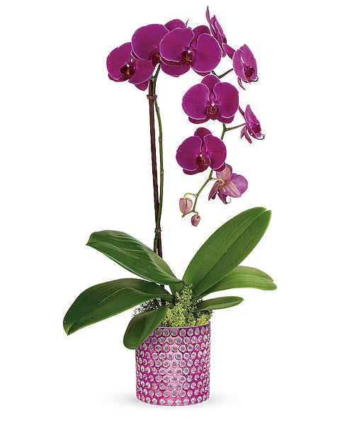 Teleflora's Dazzling Orchid