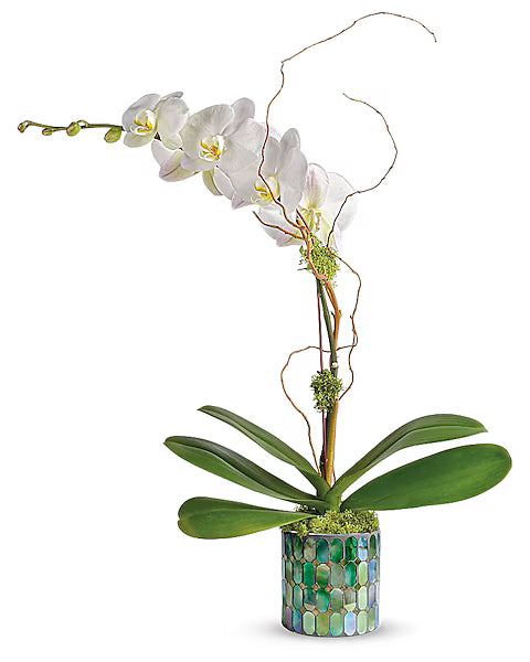 decorative White orchid in a mosaic pot on a white background
