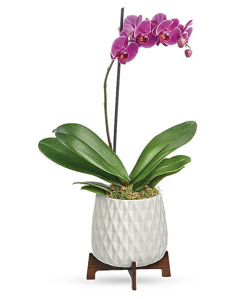 Minimalist pink orchid home decor piece