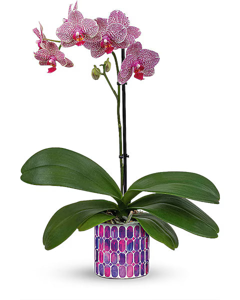 Teleflora's Jewel Shine Orchid
