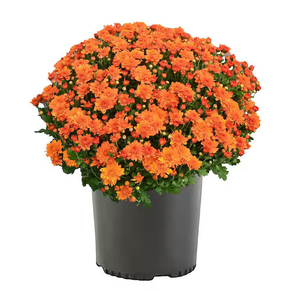 Potted plant with bright orange flowers