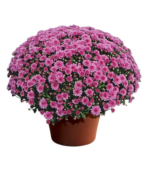 Potted plant with pink flowers