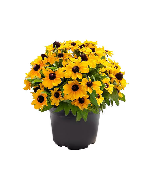 Potted plant with yellow flowers and green leaves 
